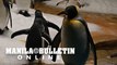 Penguins stay chill during pandemic at Hong Kong's Ocean Park