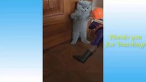 Cute Pets And Funny Animals Compilation #1 - Pets Garden