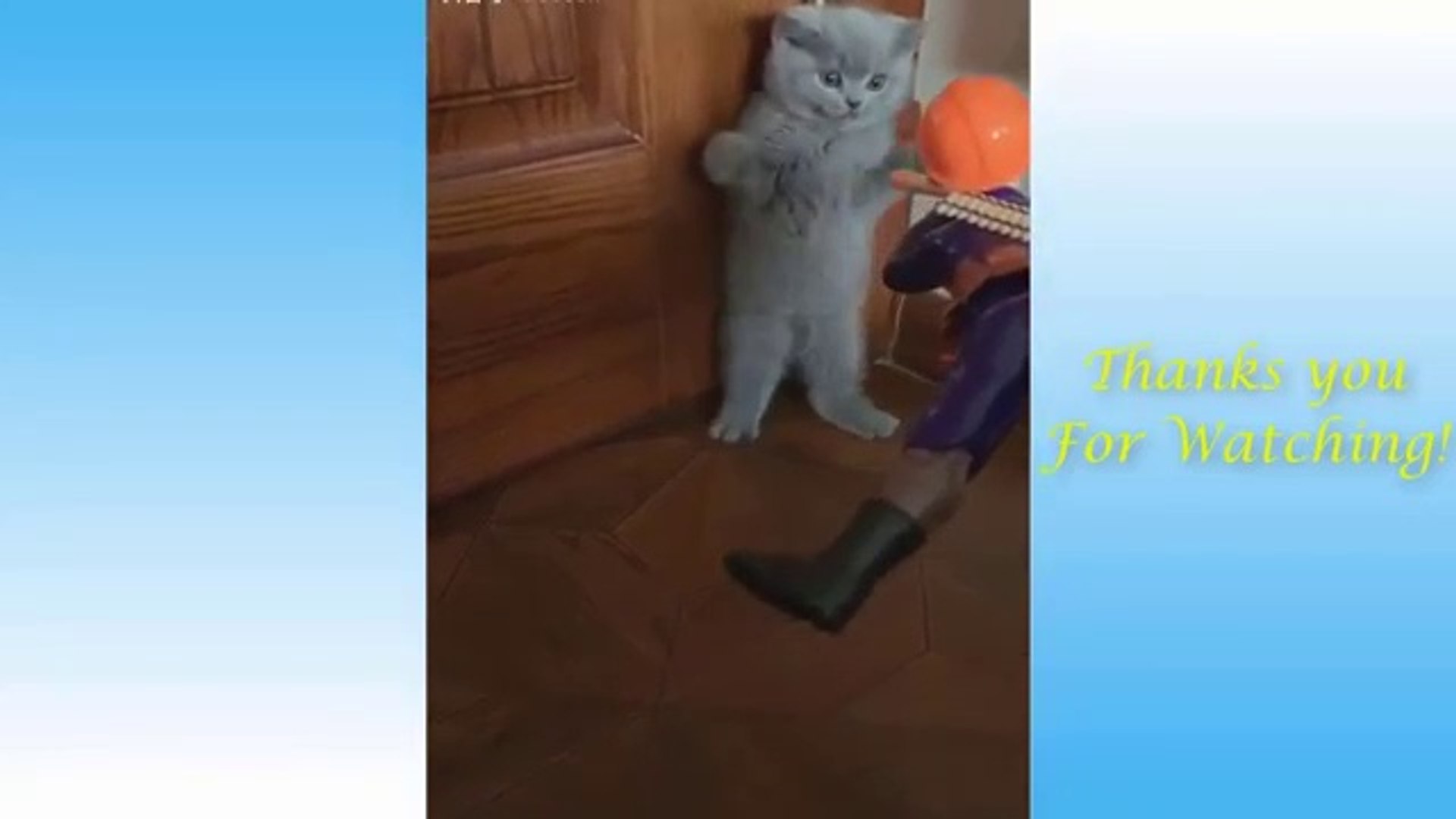 Cute Pets And Funny Animals Compilation #1 - Pets Garden