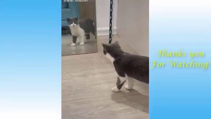 Cute Pets And Funny Animals Compilation #6 - Pets Garden