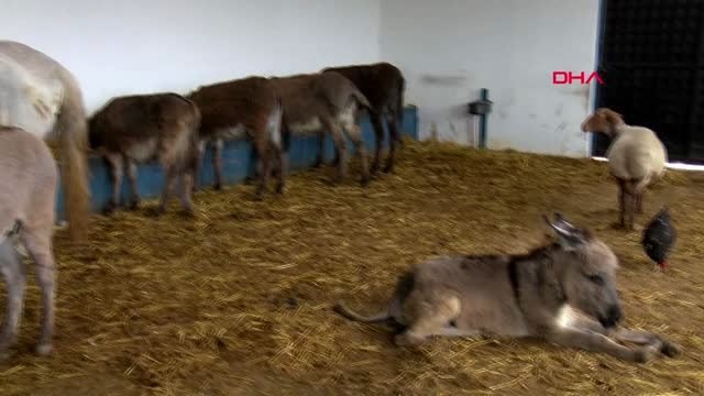 Köpeklerin saldırdığı eşek, 'Emekli Hayvanlar Çiftliği'ne yerleştirildi