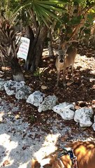Doggo and Key Deer Give Each Other Kisses