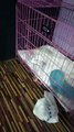 Kitten Falls Asleep Standing Against Kennel