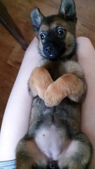 German Shepherd Puppy Does Not Like Human's Strange Sounds
