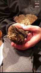 Eastern Whip-Poor-Will Flies into House During Dinner