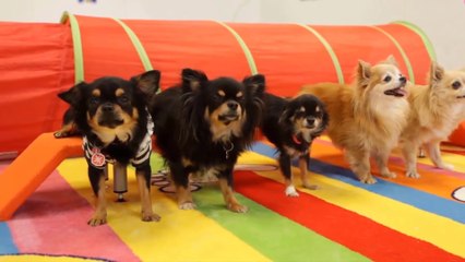 10 Most Popular Dog Breeds in the World