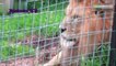 Lion Meets Tiger in Cage  - "Size Comparison on Males" - (Part 10) "Male VS Male"