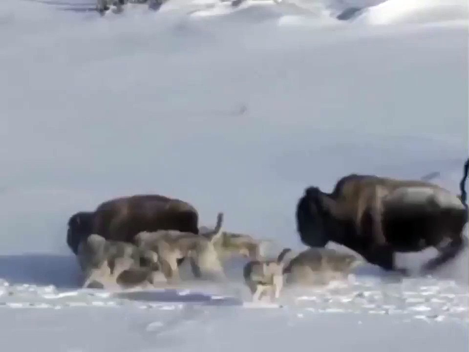 Düşenin dostu olmaz.!,  The Duchess has no friends...!,    #gününözeti #GününAnlamlıSözü #kapak #sözler #düşenin #dostu #olmaz #derler…