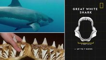 What you don't know about Sharks