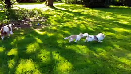 Heureux de jouer ensemble