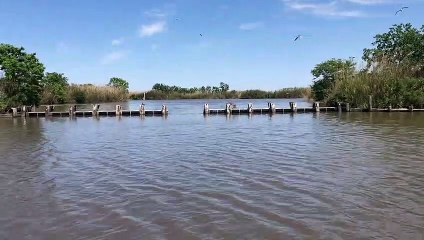 Bobcat Makes Insanely Long Jump Look Easy