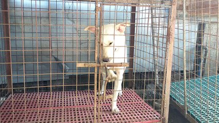 Dog Is an Excellent Escape Artist