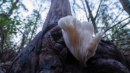 Ghost Mushroom Tasmania Time-Lapse
