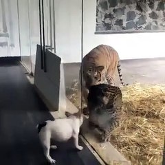 Ce petit chien hargneux n'a peur ni du tigre ni de la panthère... Courageux