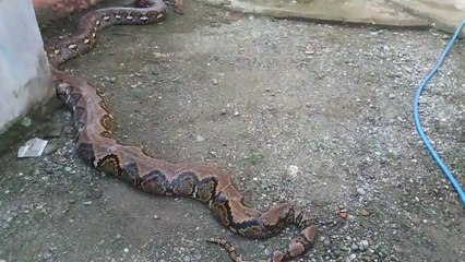 Il aide son boa géant à muer. Impressionnant