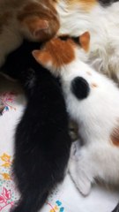 Baby Kittens Fight On Breastfeeding