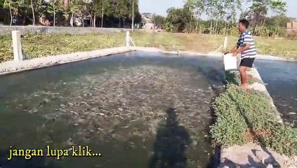 budidaya lele Modal juta omzet bapak ini hingga Ratusan juta