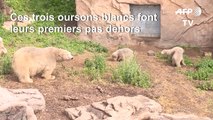 Première sortie pour les triplés oursons blancs du Marineland d'Antibes