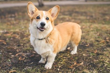 Labs Remain America’s Favorite Breed for 29th Straight Year, While Corgis Strut into Top 10