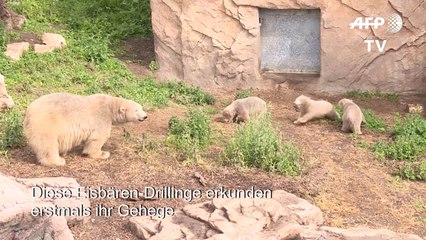 Eisbären-Drillinge erkunden erstmals Gehege