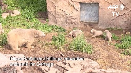 Eisbären-Drillinge erkunden erstmals Gehege