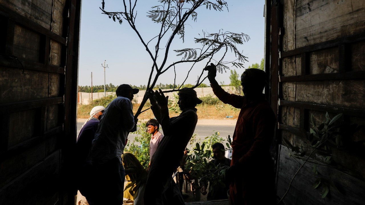 60,000 Pakistan Workers Are Getting Jobs Planting Trees