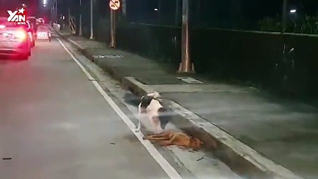 Khoảnh khắc chú chó cố gắng gọi bạn dậy sau tai nạn khiến nhiều người suy ngẫm