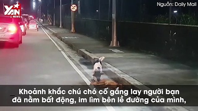 Khoảnh khắc đau lòng chú chó cố đánh thức người bạn cùng đi lạc với mình bị xe đâm chết