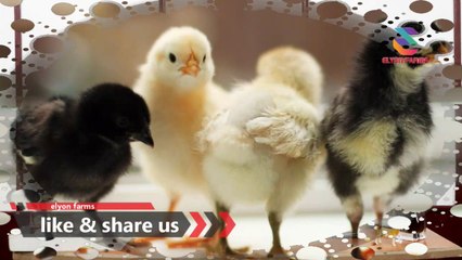 How to start Desi Murgi farming | Part 05 | Feeders | Drinkers | Poultry farming | Urdu/Hindi