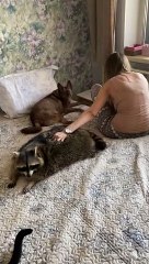 Sweet Raccoon Loves Hugging Kitty Friend
