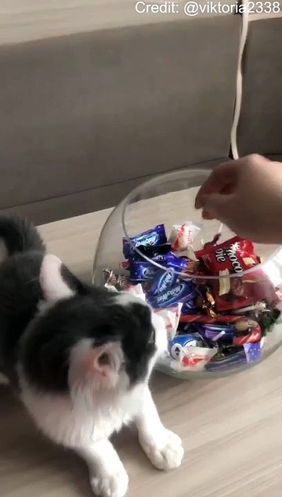 Cat Protecting the Candy Jar