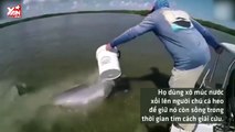 Save da Boss: Giải cứu cá heo mắc cạn ở Florida