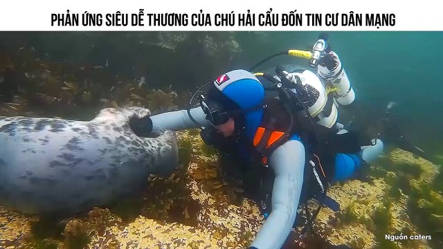 PHẢN ỨNG SIÊU DỄ THƯƠNG CỦA CHÚ HẢI CẨU ĐỐN TIN CƯ DÂN MẠNG