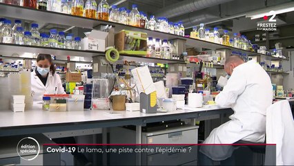 Coronavirus : les lamas, une piste contre l'épidémie ?