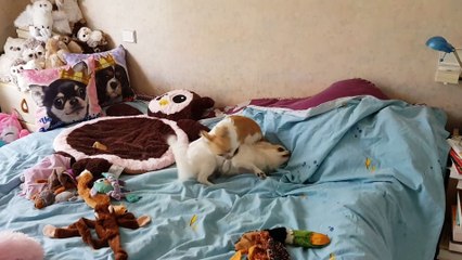 Heureux de jouer sur le lit