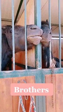 Horses Goofing off in Stables