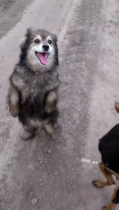 Happy Dogs Dancing a Jig