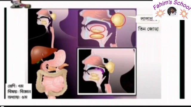 digestive organs and functions digestive system of human