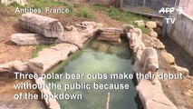 French-born polar bear triplets explore enclosure