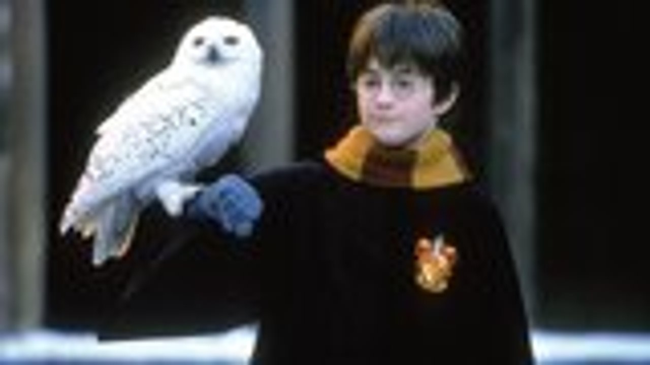 Daniel Radcliffe, David Beckham Set to Read Chapters of 'Harry Potter and The Sorcerer's Stone' | THR News