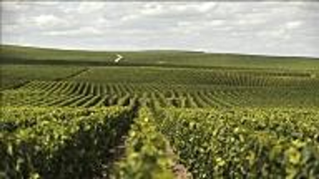 The Sparkling Wines That Will Get Me Through COVID-19