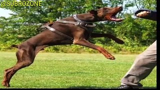 Top 10 MOST Dangerous Dog Breeds in the World (2020) | इन कुत्तों से सावधान | Most Dangerous Dogs | Subrozone