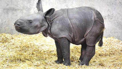 The Denver Zoo Baby Rhino Cam Is Here to Brighten Your Day