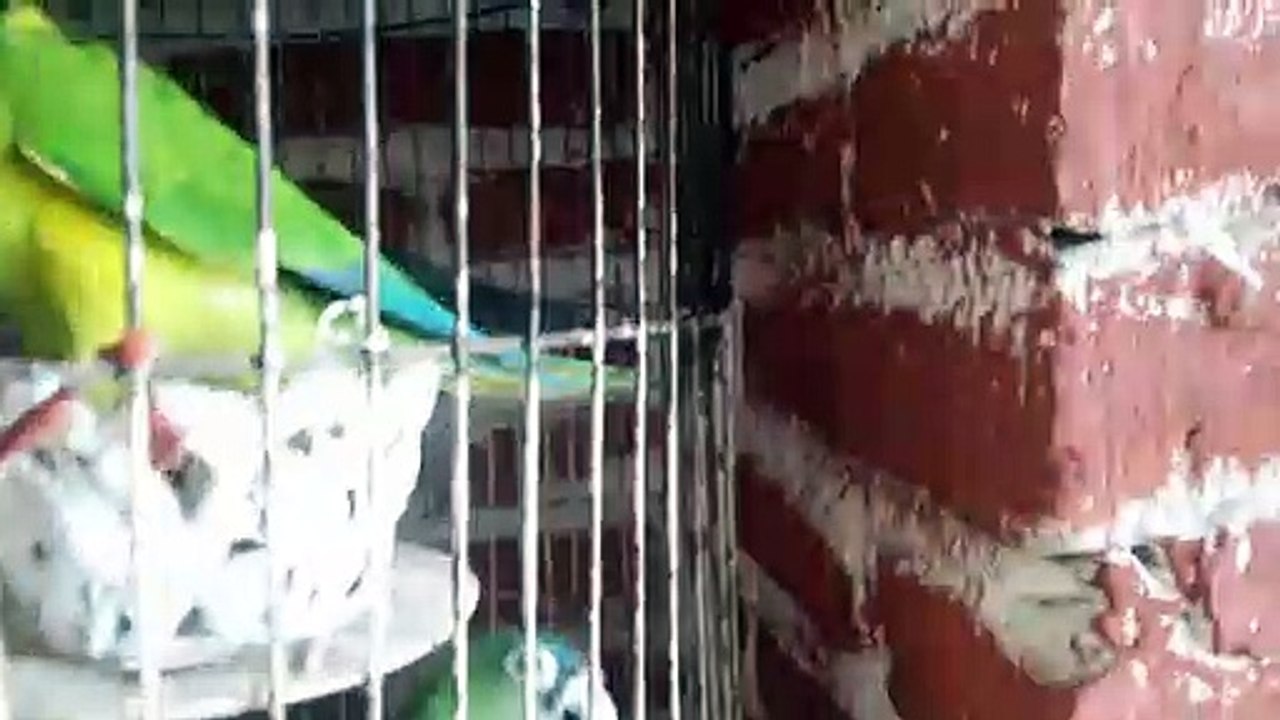 Pericos frente naranja comiendo Takis Guacamole por sus cumpleaños