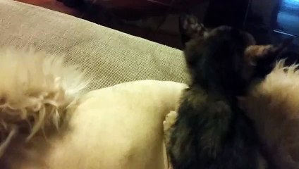 Momma Dog Nurses Kittens