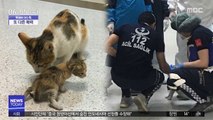 [이슈톡] 새끼 물고 응급실 찾은 어미 고양이
