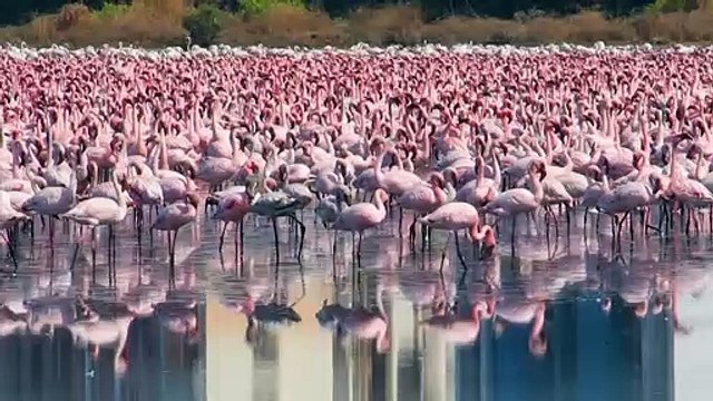 Flamencos, medusas y delfines; los animales reconquistan espacios por el confinamiento