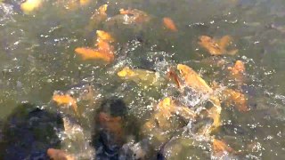 Deshi RED Carp fish & Nile Tilapia fedding  slow motion video 1080p