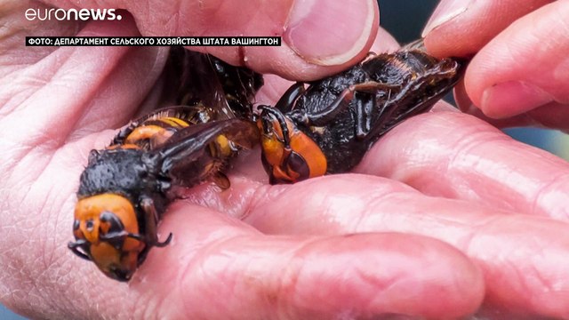 Новая напасть из Азии: в США обнаружены шершни-убийцы