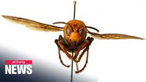 Asian giant hornet found in U.S., Washington state on alert
